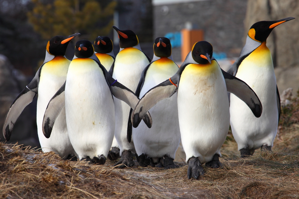 Things to Do in Calgary during winter -Spot the King Penguins at Calgary Zoo