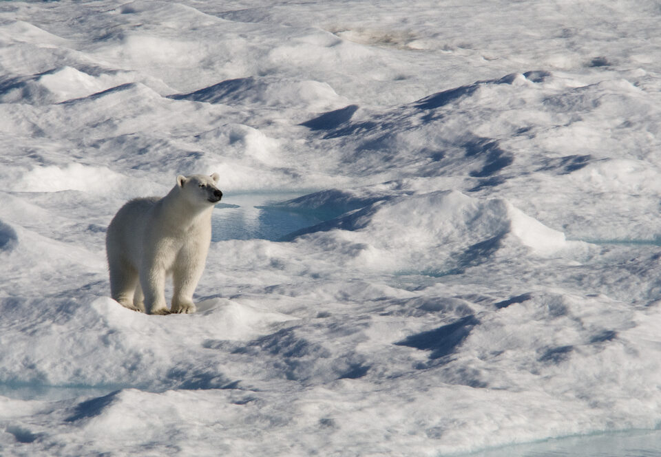 polar bear Nunavut