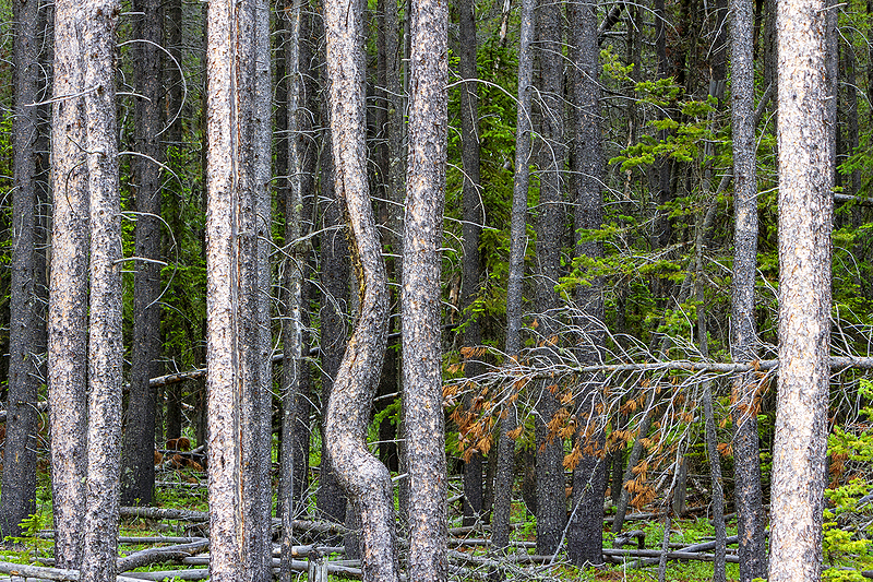 Cypress Hills A top camping location SK