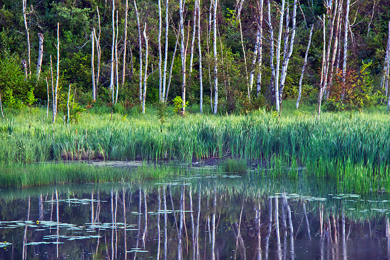 Prince Albert Park summer camping