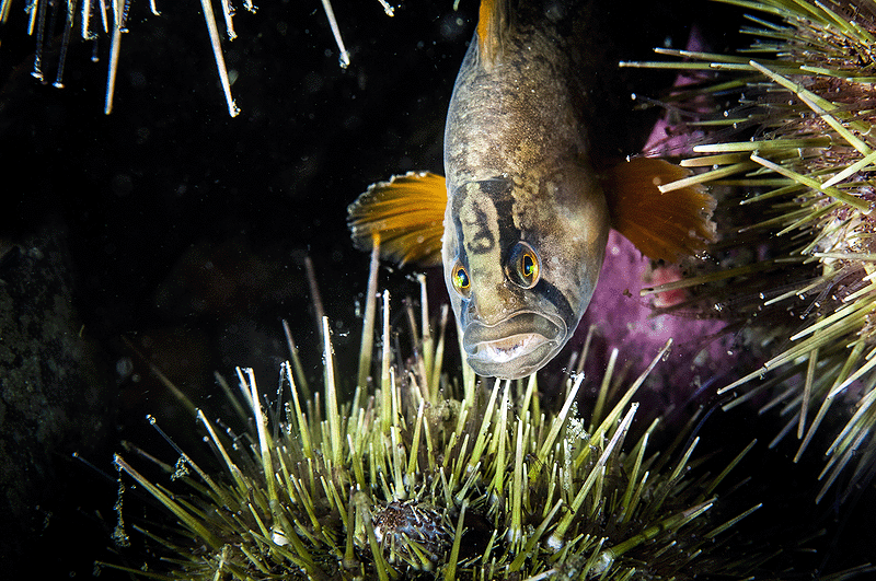 one of the marine species at Saguenay St Lawrence 