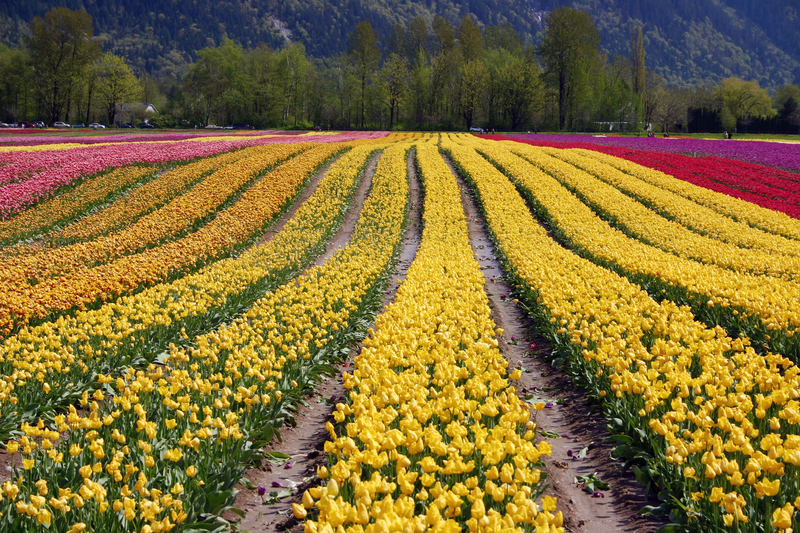 Vancouver is a great Canadian city to visit in Spring