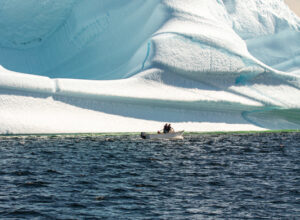 VIEW GIANT ICEBERGS IN Newfoundland