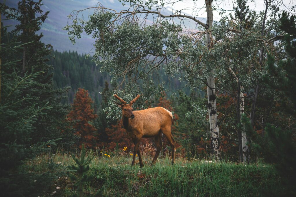 Wildlife spotting - Banff