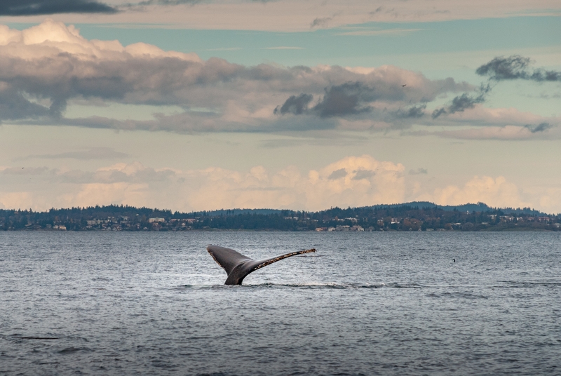 Vancouver Travel Guide - Thrilling Whale Watching at Sunset
