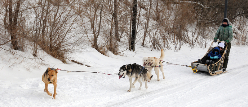 Whistler in April - Dogsledding