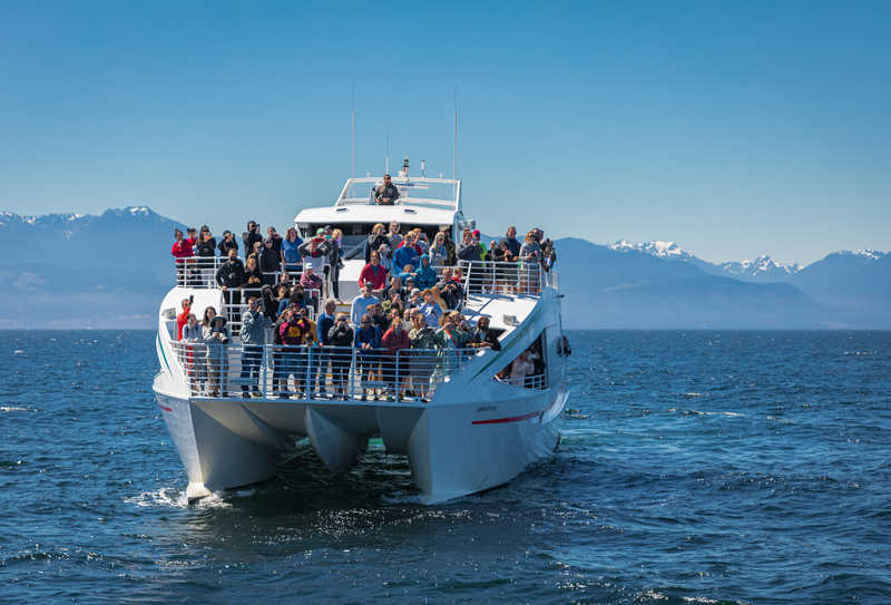 British Columbia travel guide - Whale Watching Tour