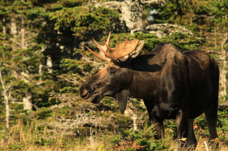 Cape Breton in Spring - Moose Spotting