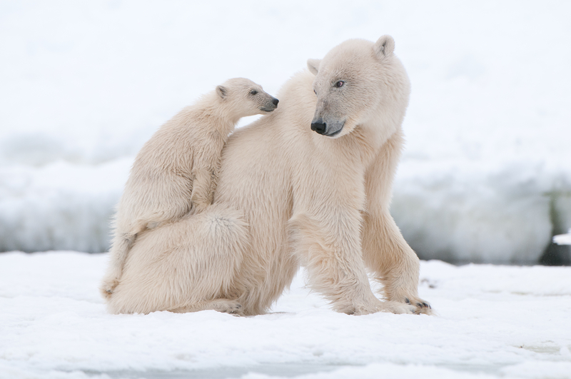 Other activities and attractions - Polar Bear Capital