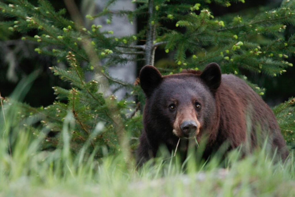 Whistler in Springl - Bear viewing tour