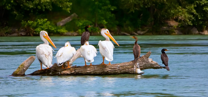 Inglewood Bird Sanctuary Walk - Things to do in Calgary this April