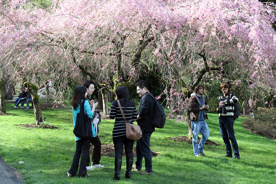 Things to do in Vancouver during April - Sakura Days Japan Fair