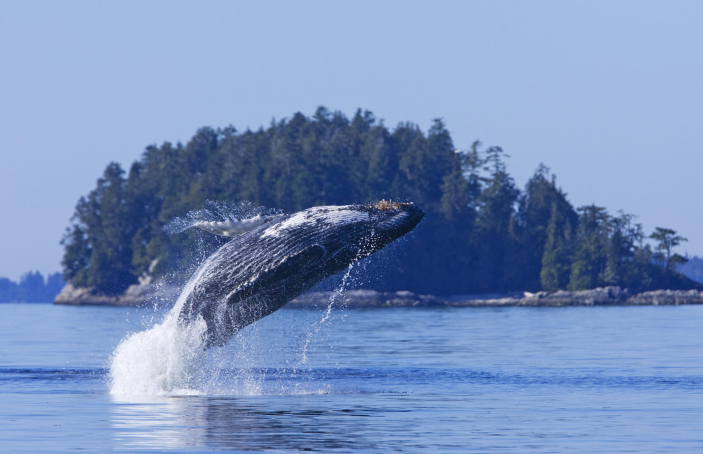 Whale watching in Tofino