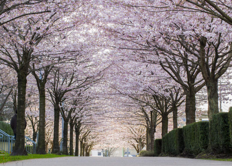 Things to do in Vancouver during April - Vancouver Cherry Blossom Festival