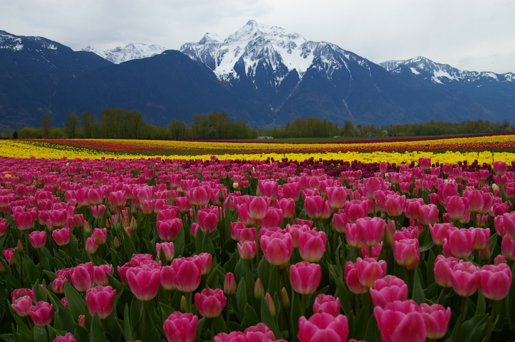 Things to do in Vancouver during April - Harrison Tulip Festival