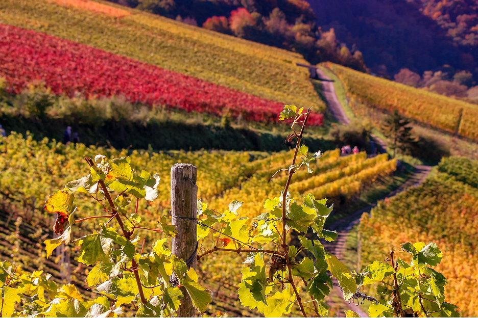 Okanagan Valley - Winery