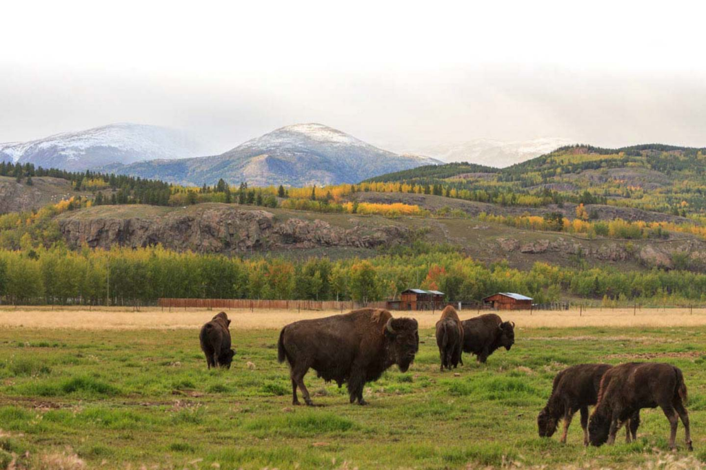 Wildlife in Whitehorse, Yukon