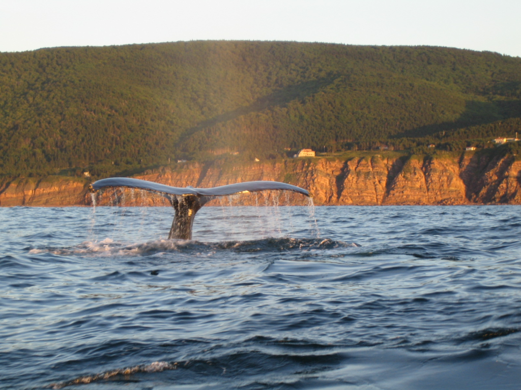 Cape Breton in Spring -  Whale Watching