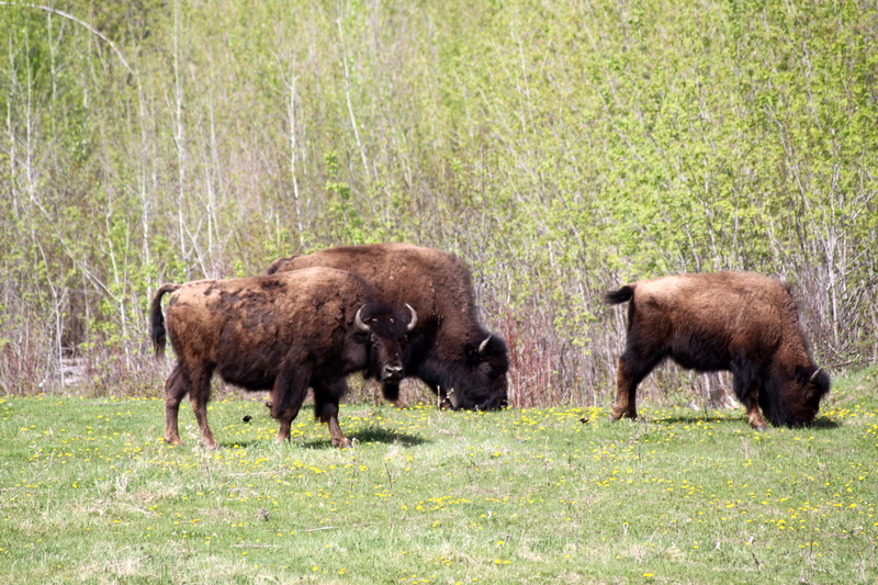 Manitoba's Spring - Bison