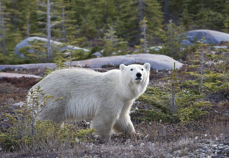 Manitoba's Spring - Polar Bear